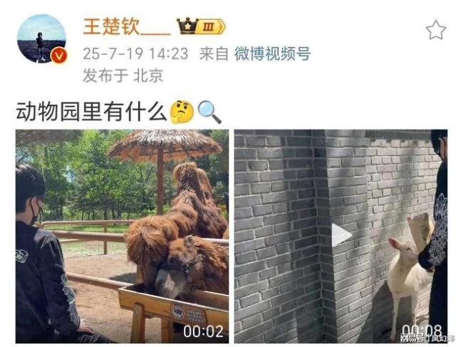 王楚钦喂骆驼