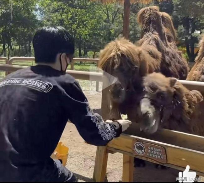 王楚钦喂骆驼 动物园里的短暂休息